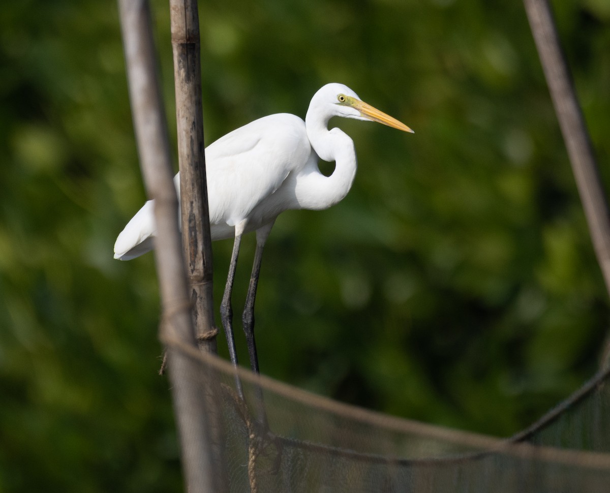 大白鷺 - ML647612052