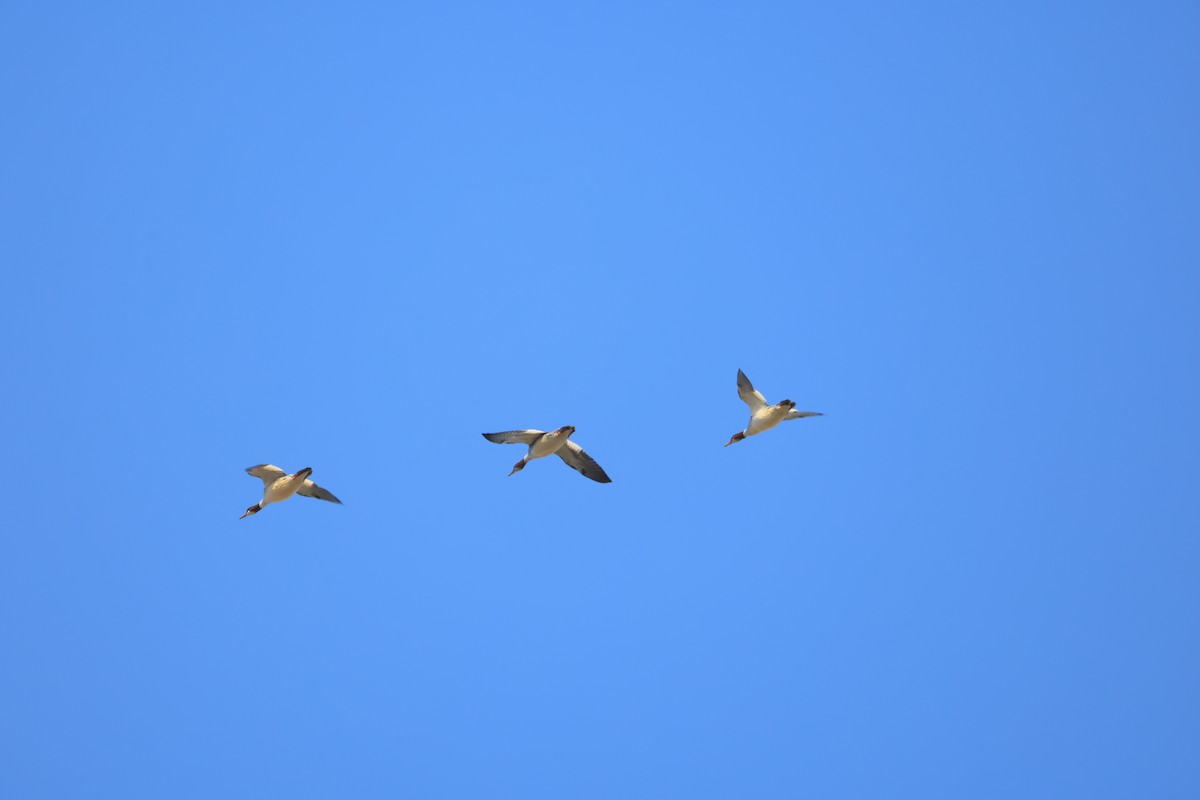 川秋沙 - ML647612054