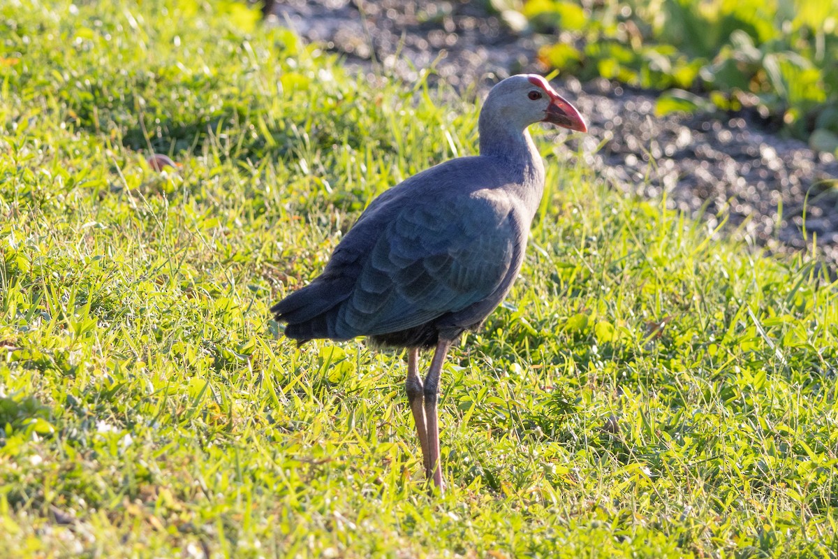 灰頭紫水雞 - ML647612058