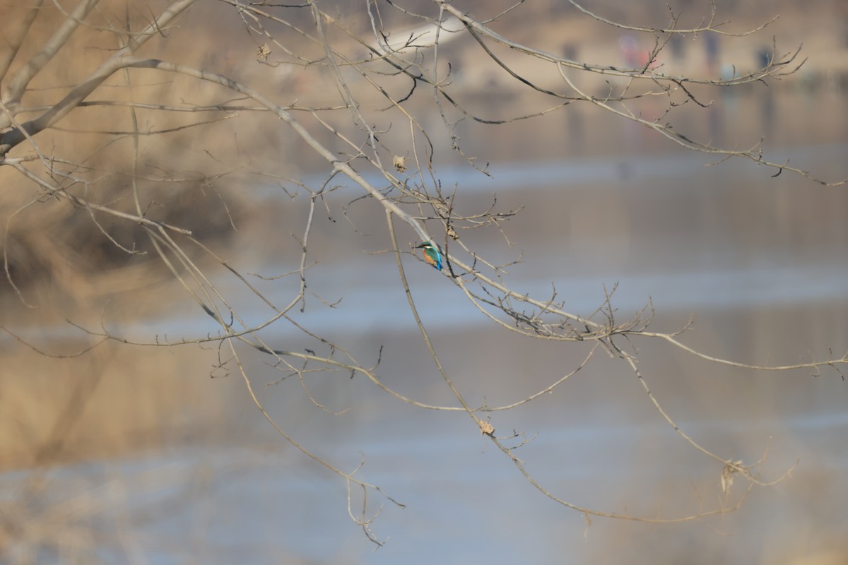 翠鳥 - ML647612059