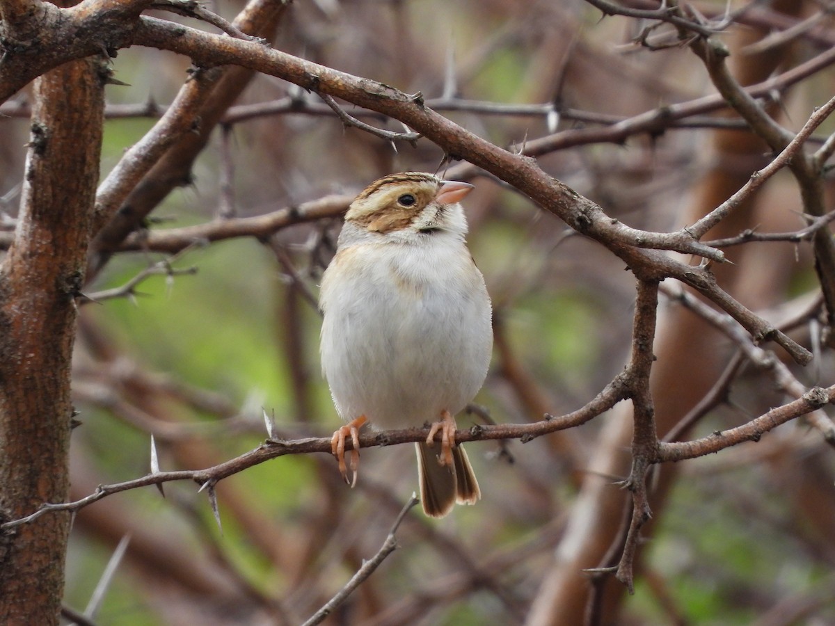 Clay-colored Sparrow - ML647612060