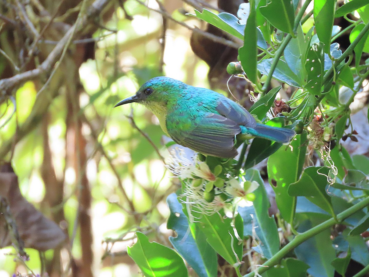 strdimil obojkový - ML647612097