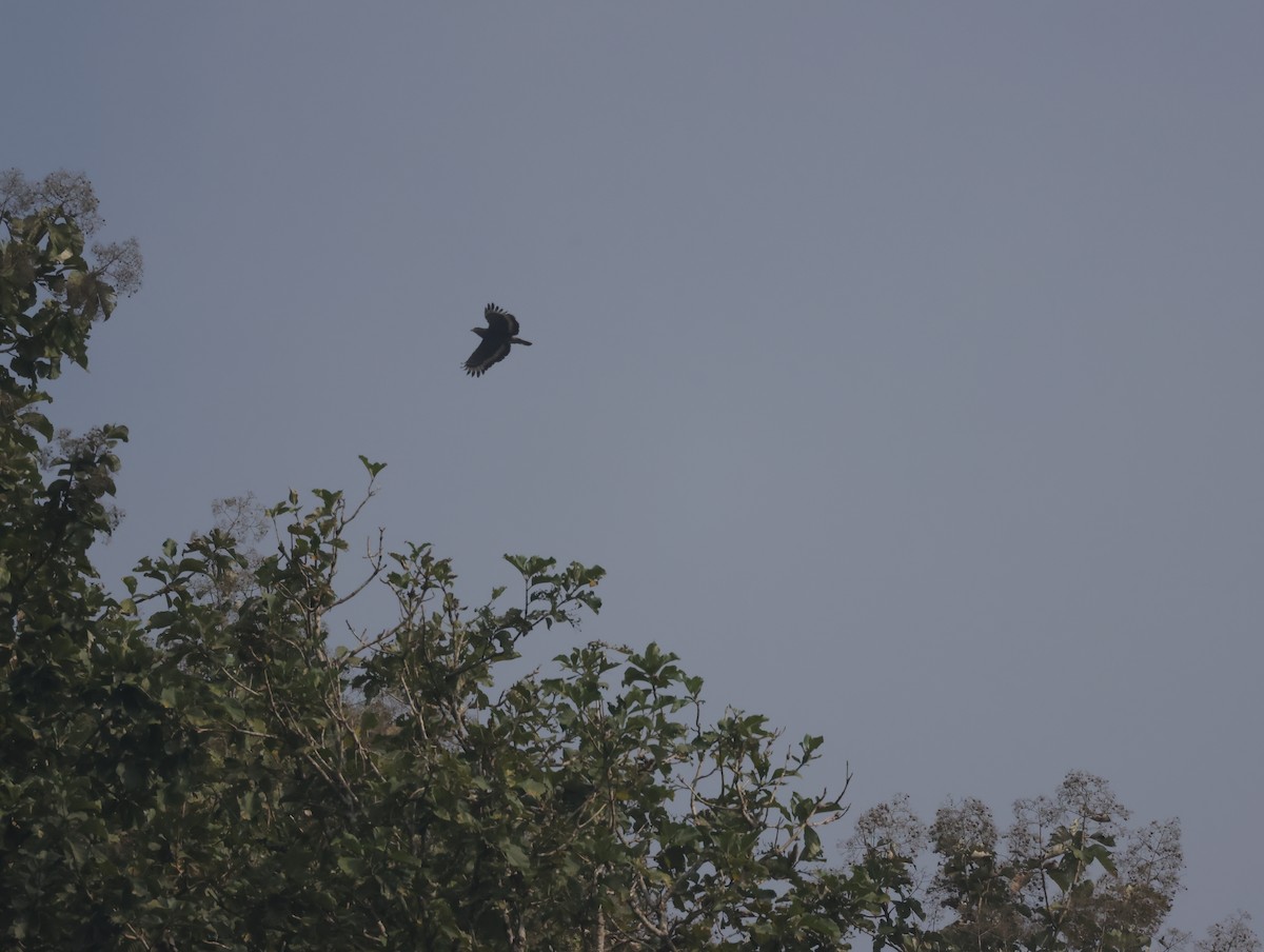 Хохлатый змееяд - ML647612102