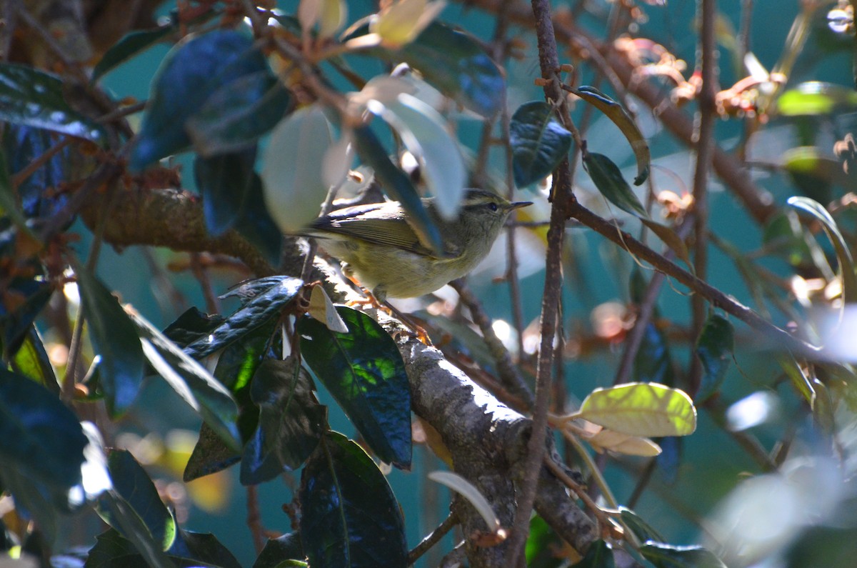 チャバネムシクイ - ML647612107