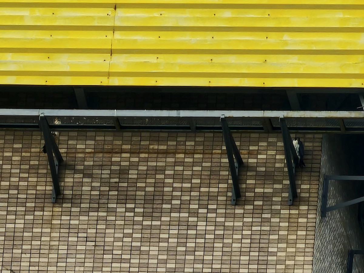 vandrefalk - ML647612122