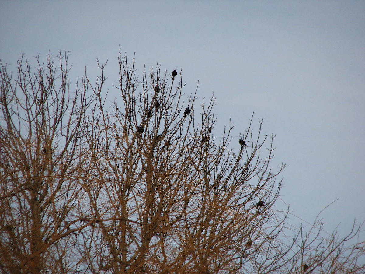 Red-winged Blackbird - ML647612126