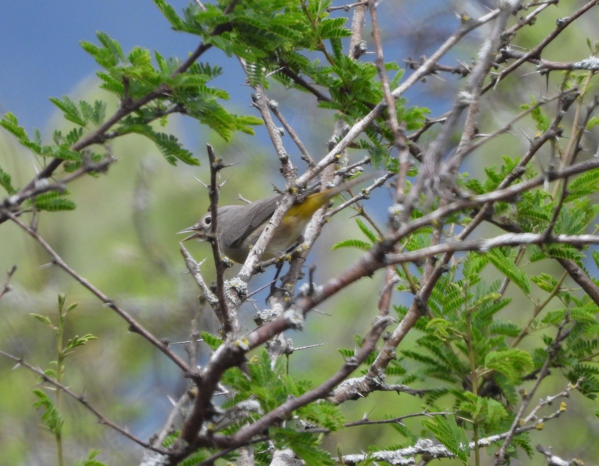 Virginia's Warbler - ML647612127
