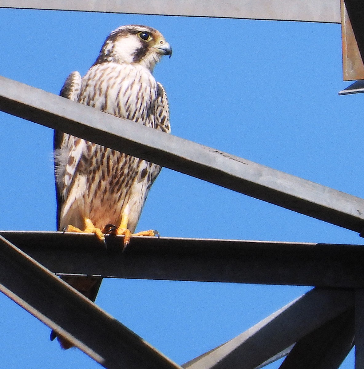 vandrefalk - ML647612130