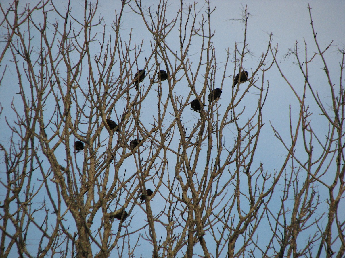 Red-winged Blackbird - ML647612132
