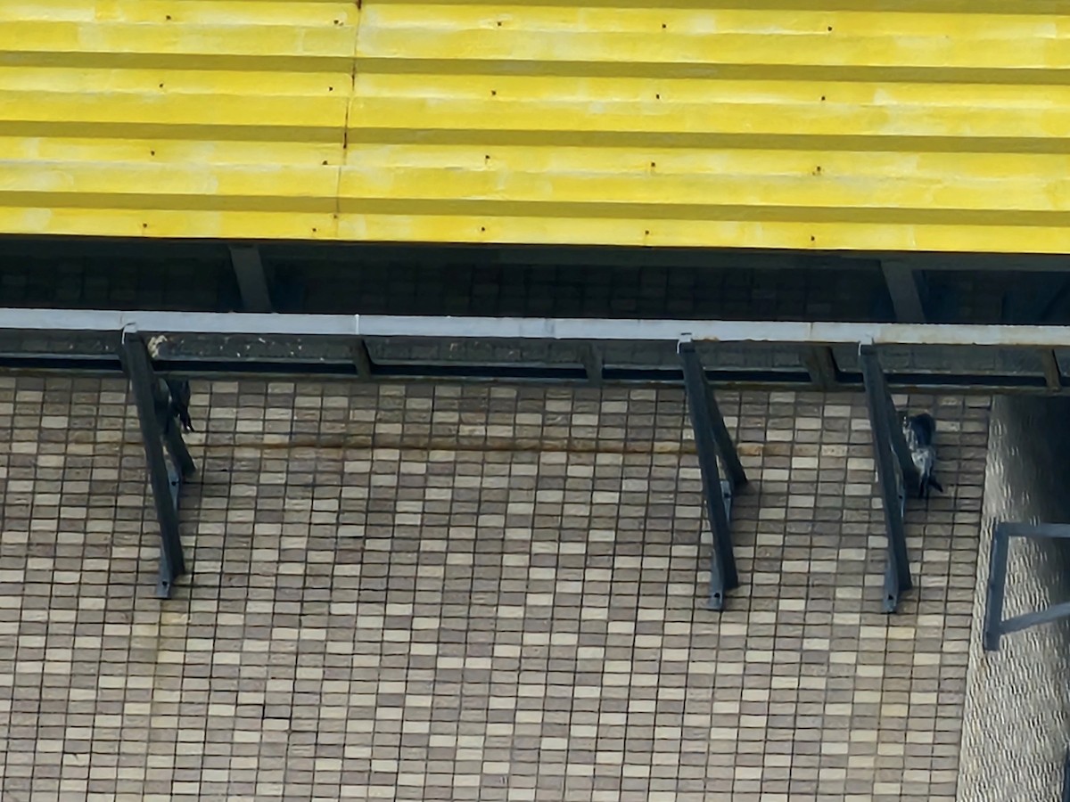 vandrefalk - ML647612134