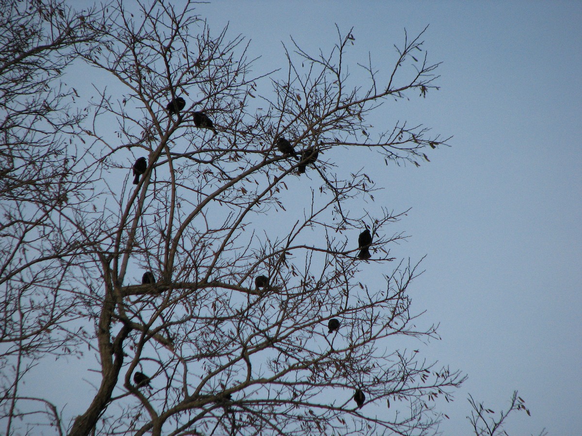 Red-winged Blackbird - ML647612138