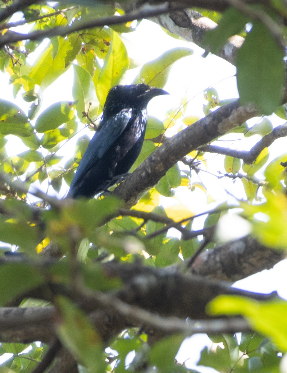 Hair-crested Drongo - ML647612139