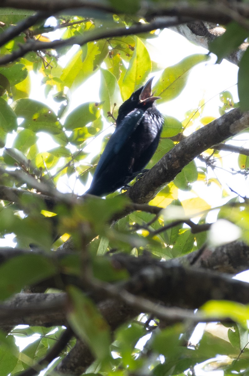 Hair-crested Drongo - ML647612143