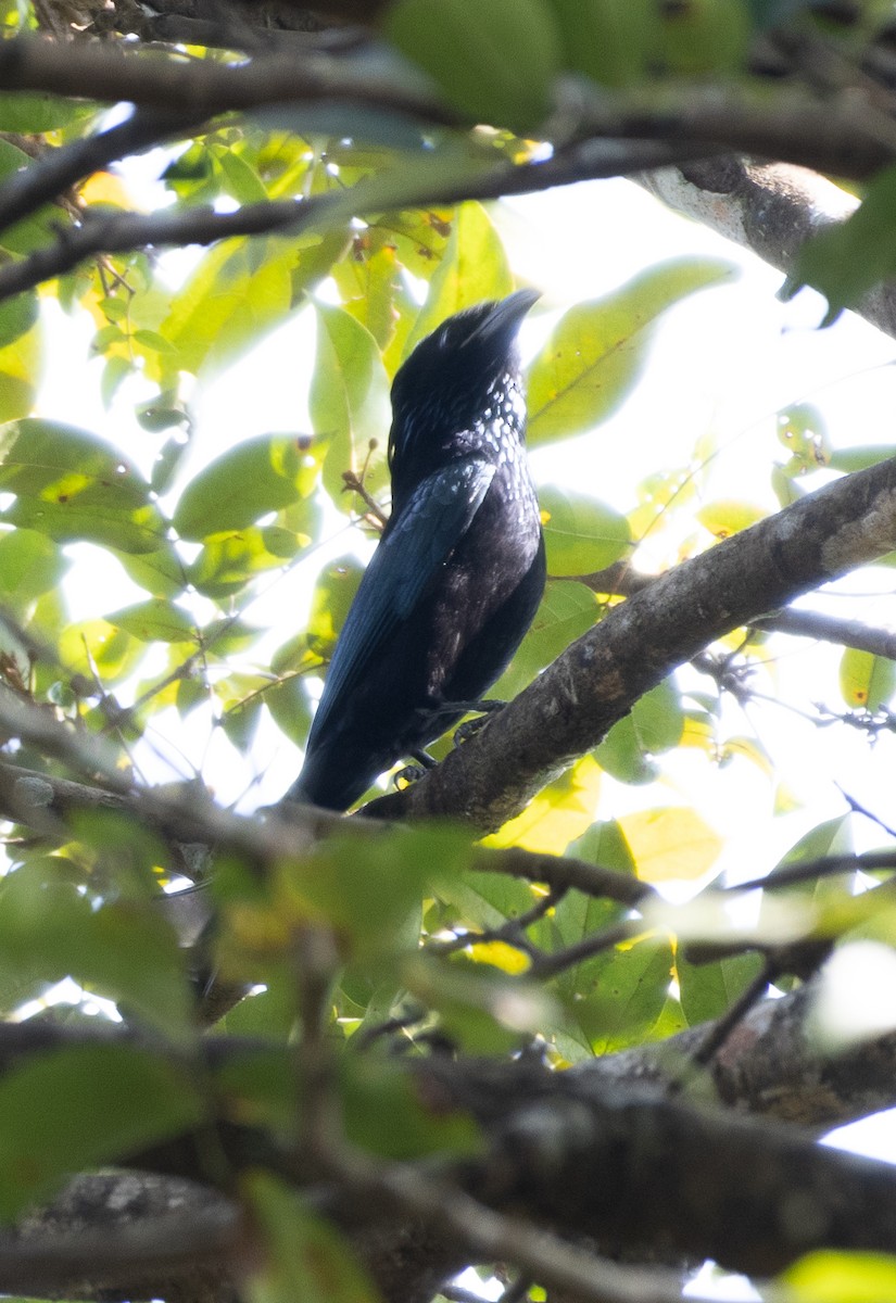 髮冠卷尾 - ML647612144