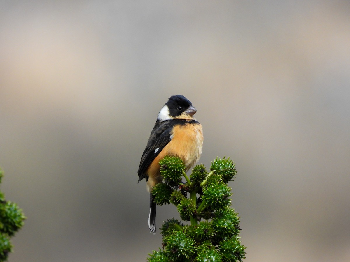 Cinnamon-rumped Seedeater - ML647612149