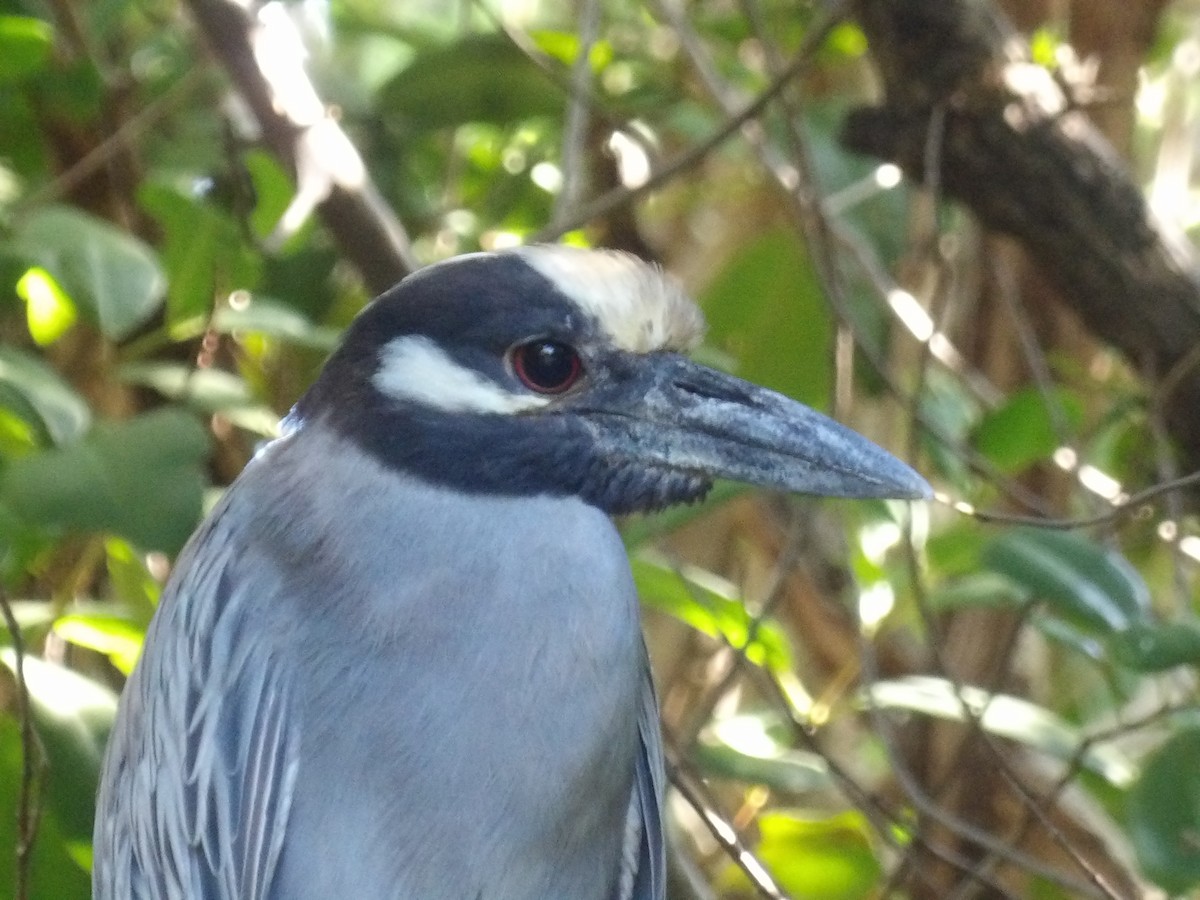 Yellow-crowned Night Heron - ML647612151