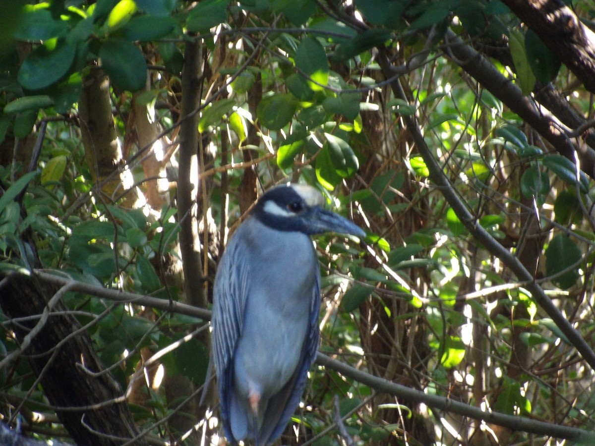 Yellow-crowned Night Heron - ML647612154