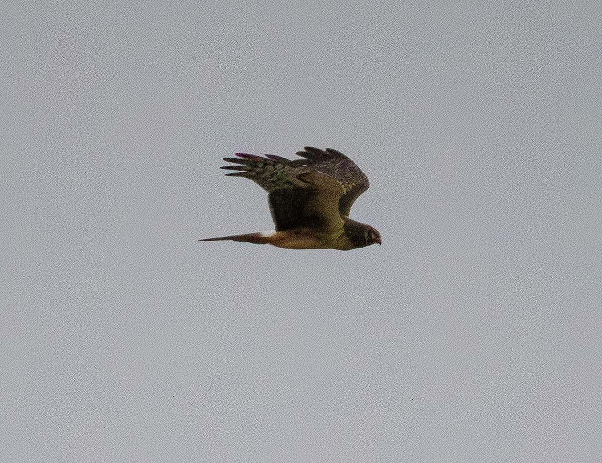 Northern Harrier - ML647612157