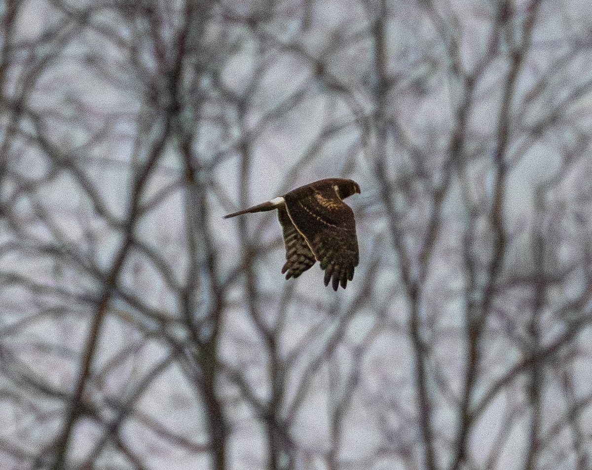 Northern Harrier - ML647612158