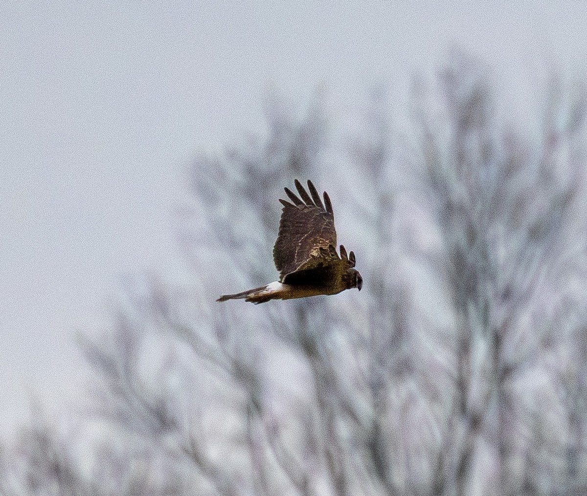 Northern Harrier - ML647612159