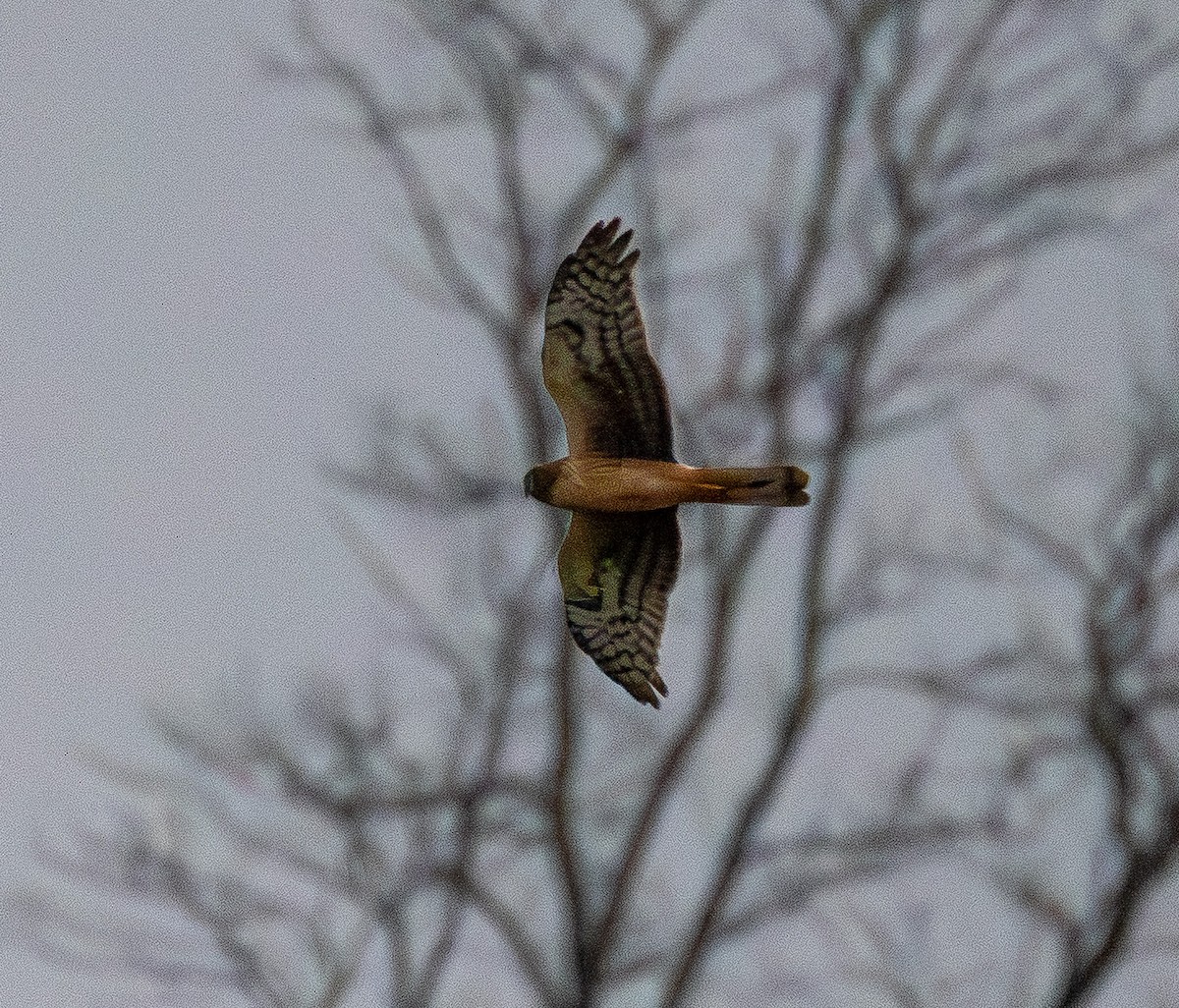 Northern Harrier - ML647612160