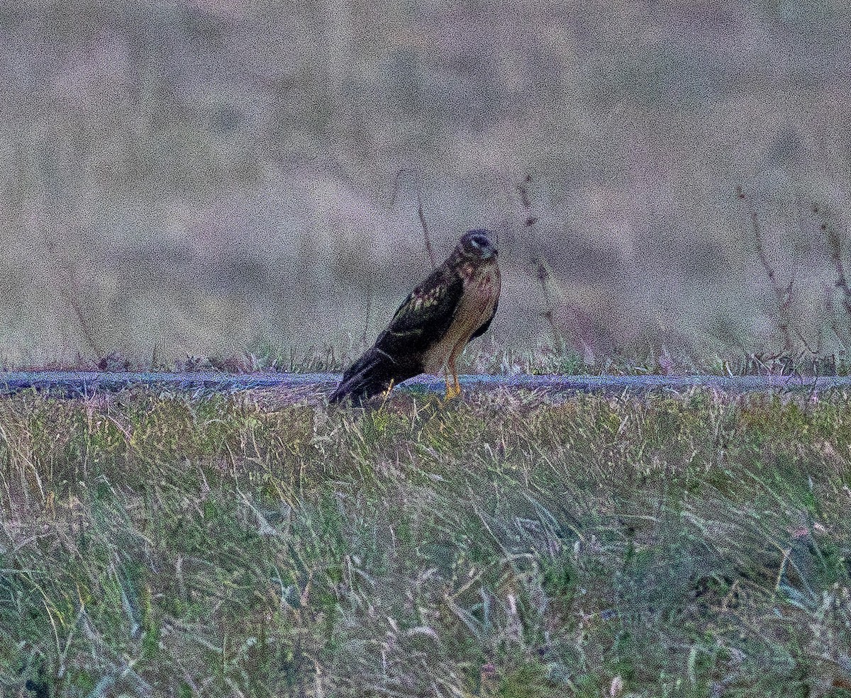 Northern Harrier - ML647612161
