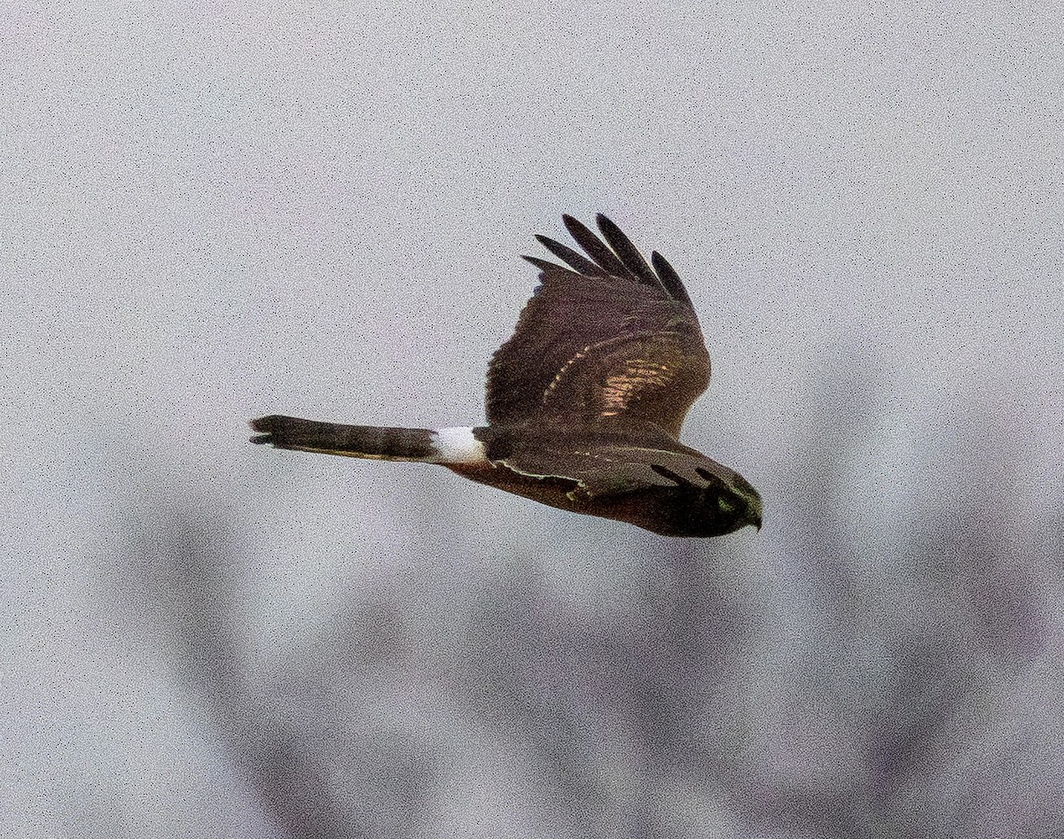 Northern Harrier - ML647612162