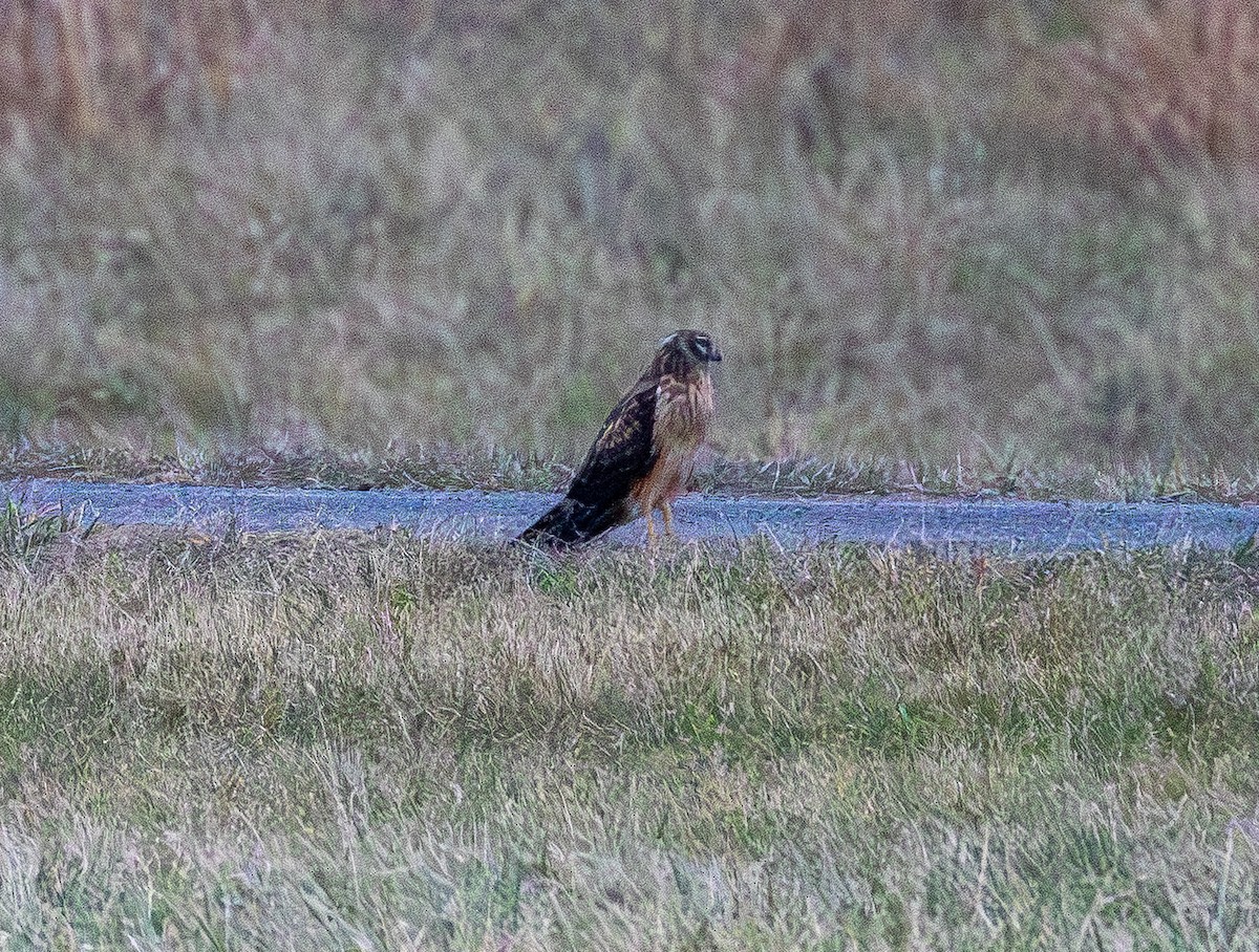 Northern Harrier - ML647612163