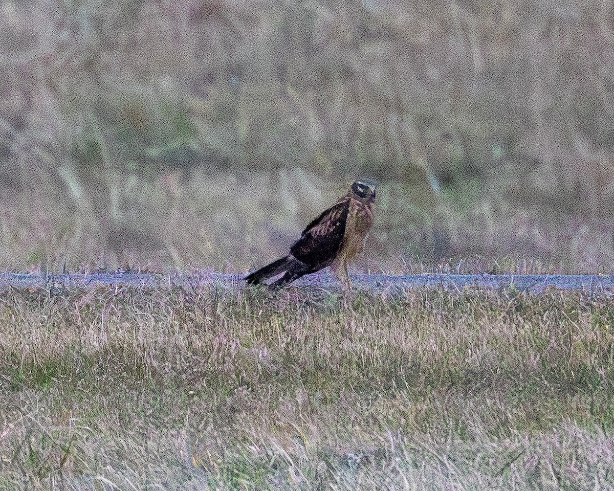 Northern Harrier - ML647612164