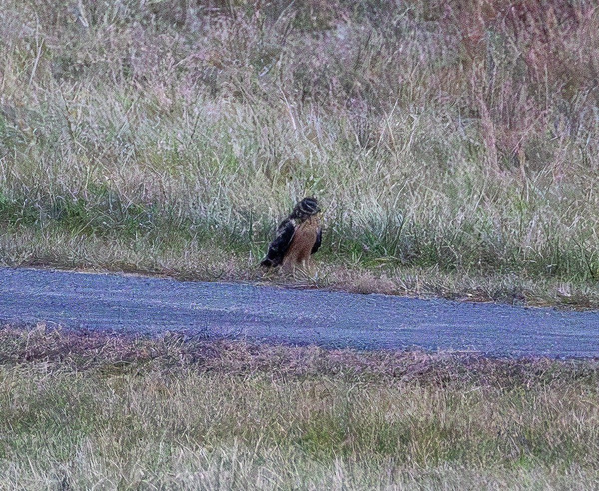 Northern Harrier - ML647612165