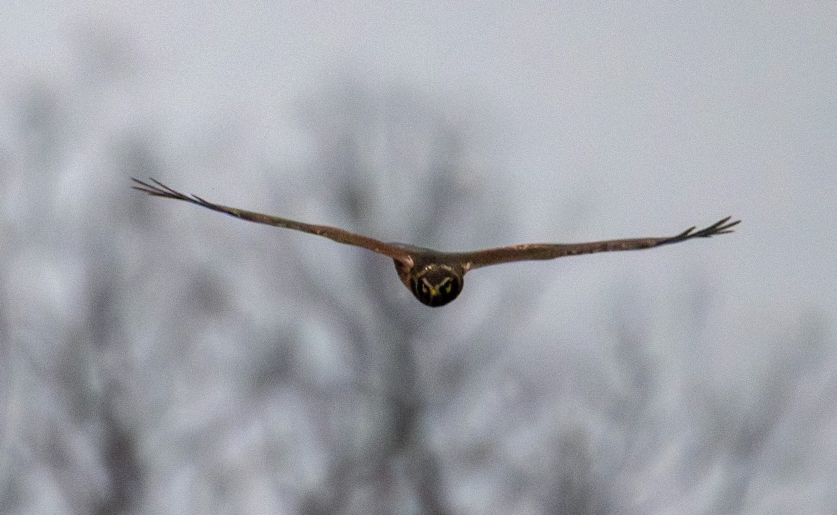 Northern Harrier - ML647612166