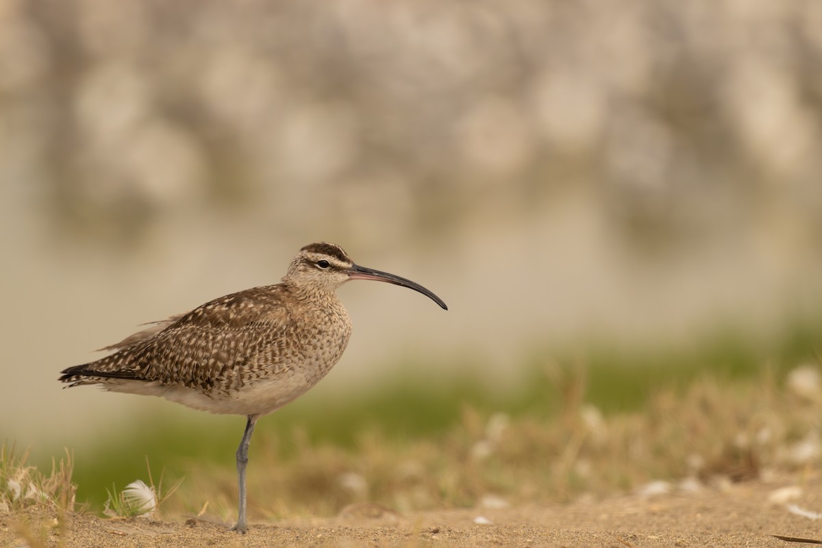 美洲中杓鷸 - ML647612167