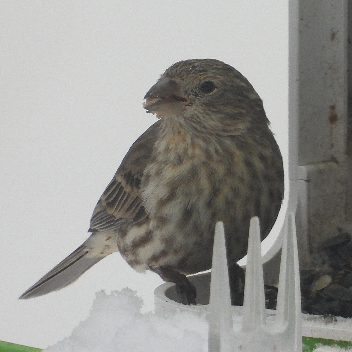House Finch - ML647612168