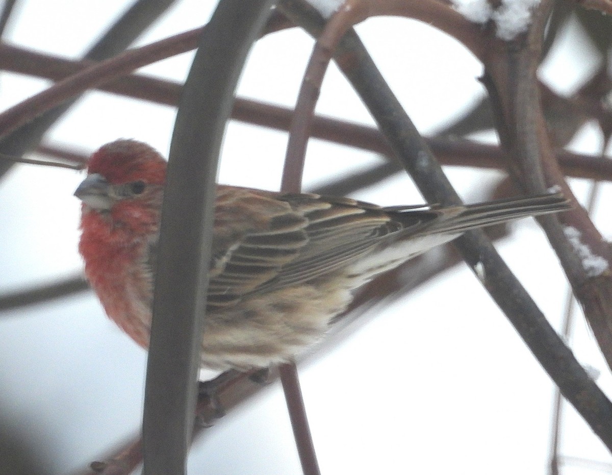 House Finch - ML647612169
