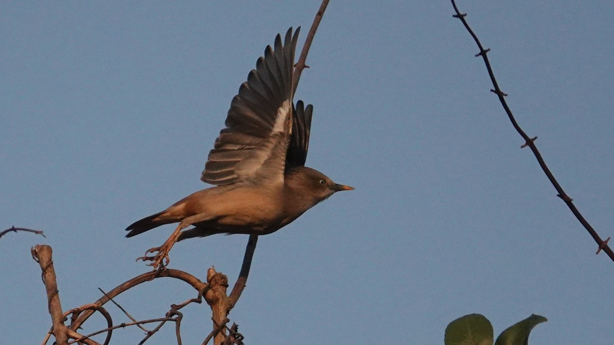 灰頭椋鳥 - ML647612170