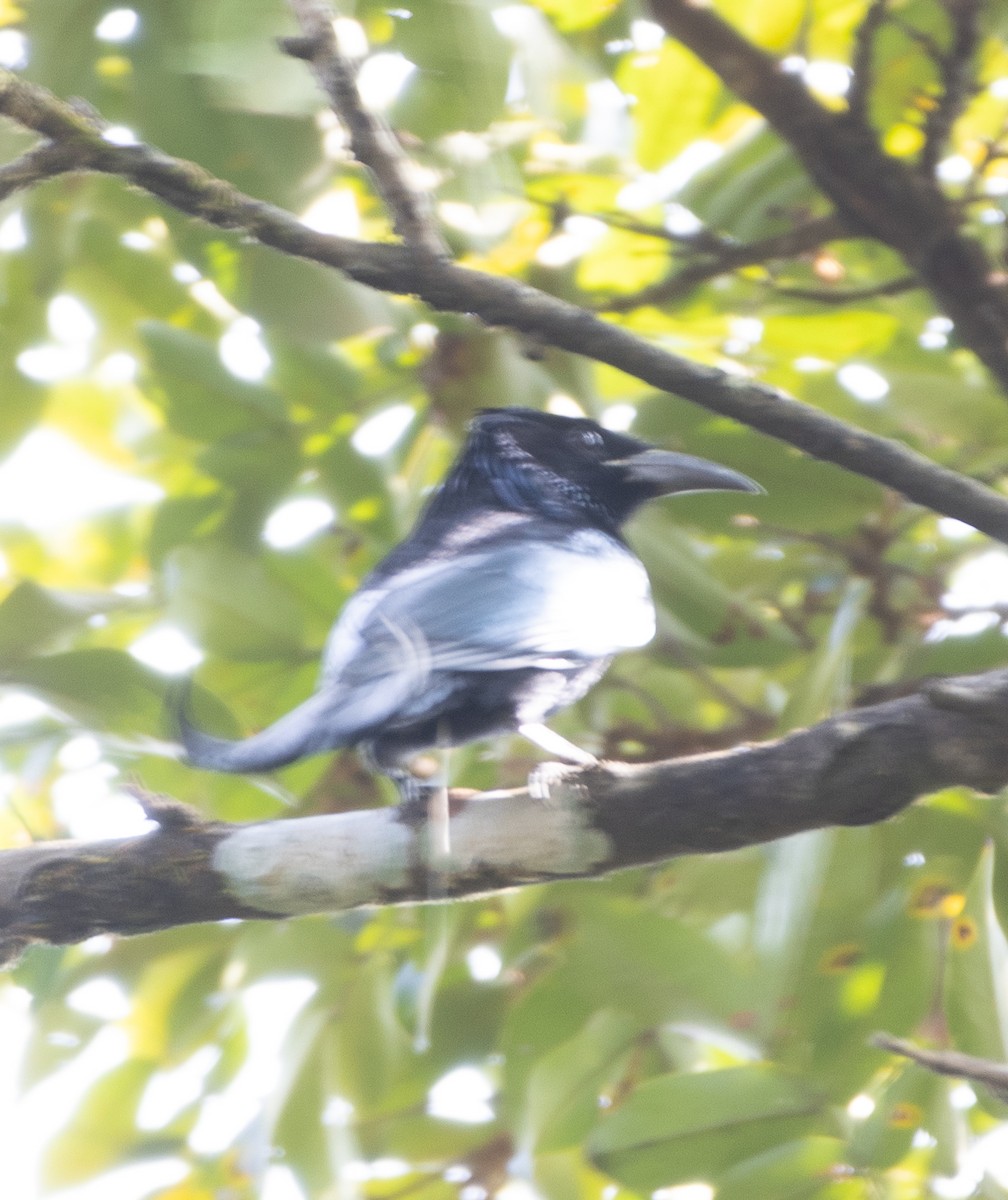 髮冠卷尾 - ML647612171