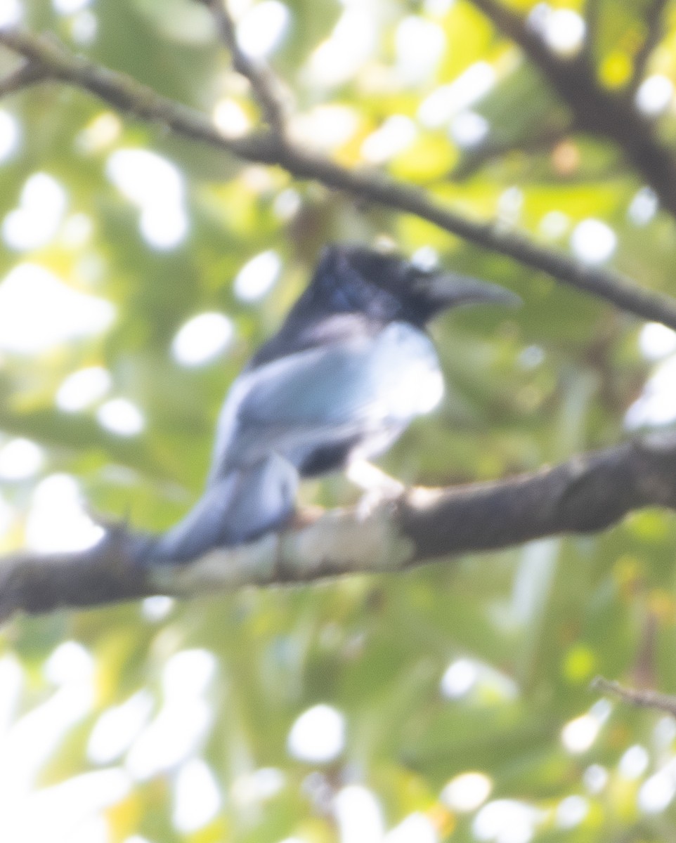 髮冠卷尾 - ML647612172