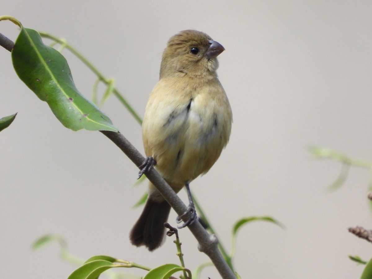 Cinnamon-rumped Seedeater - ML647612173