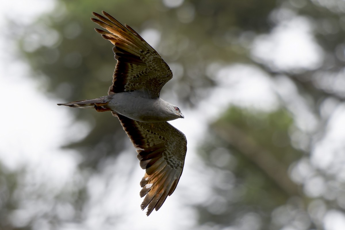 Plumbeous Kite - ML647612176