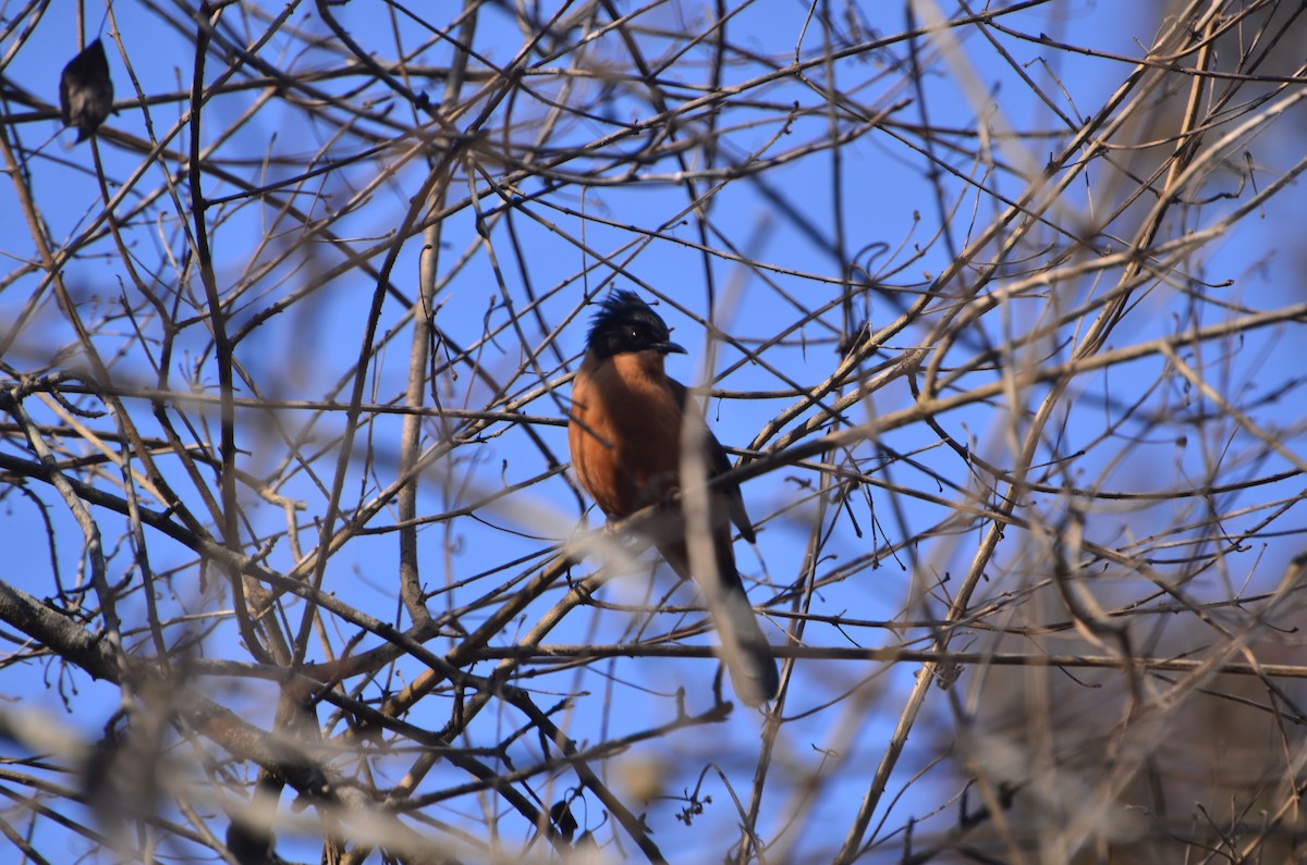 Rufous Sibia - ML647612177