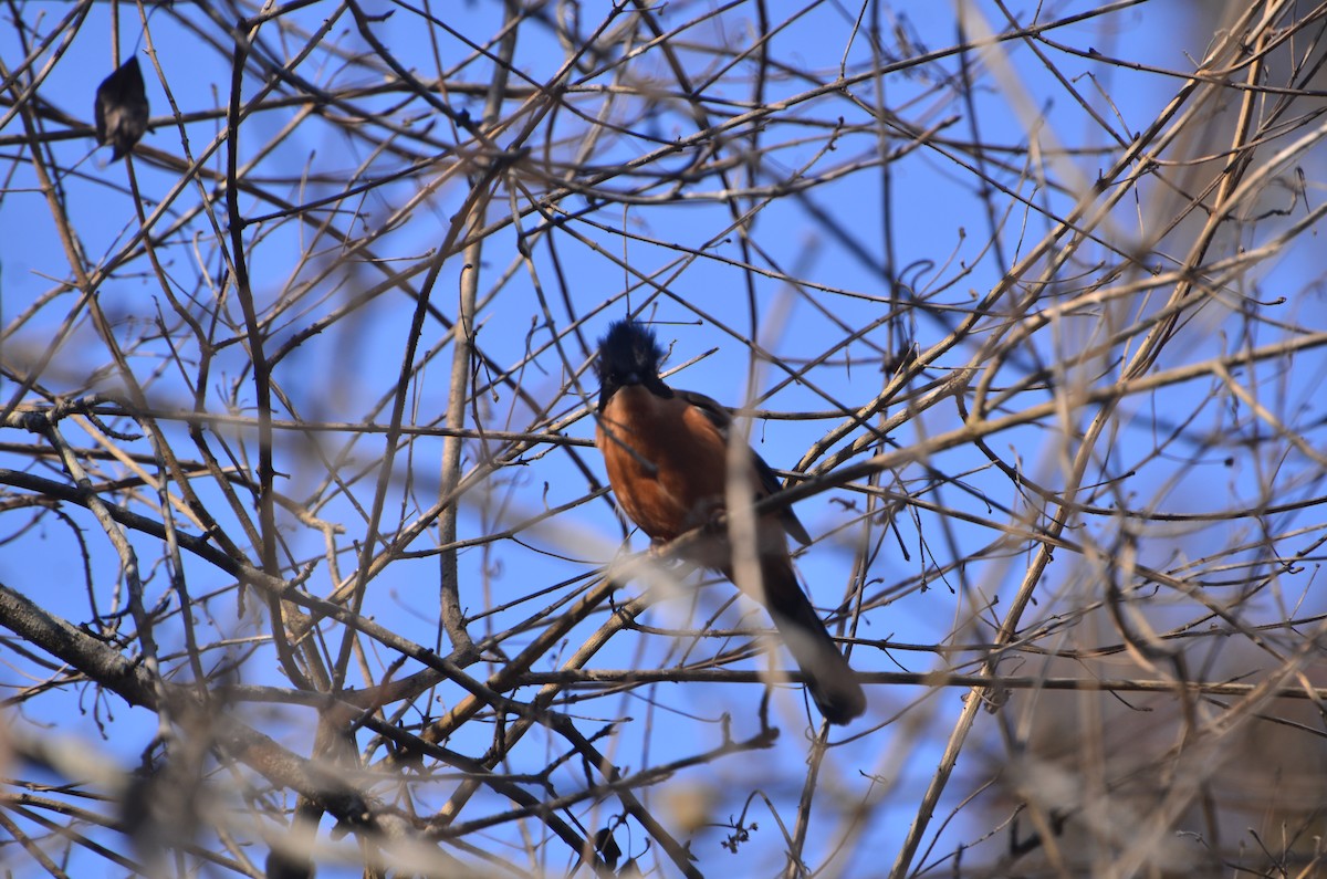 Rufous Sibia - ML647612178
