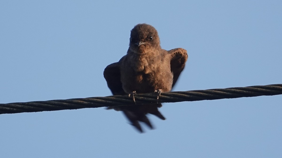 Dusky Crag-Martin - ML647612179