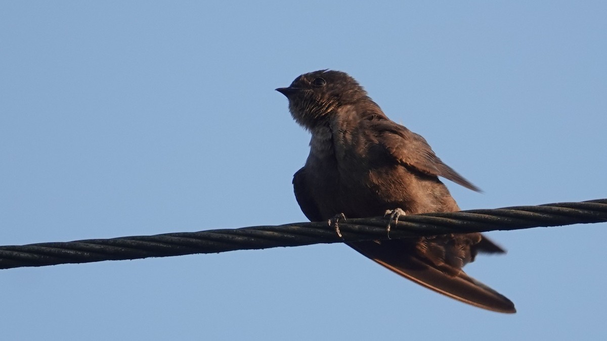 Dusky Crag-Martin - ML647612180
