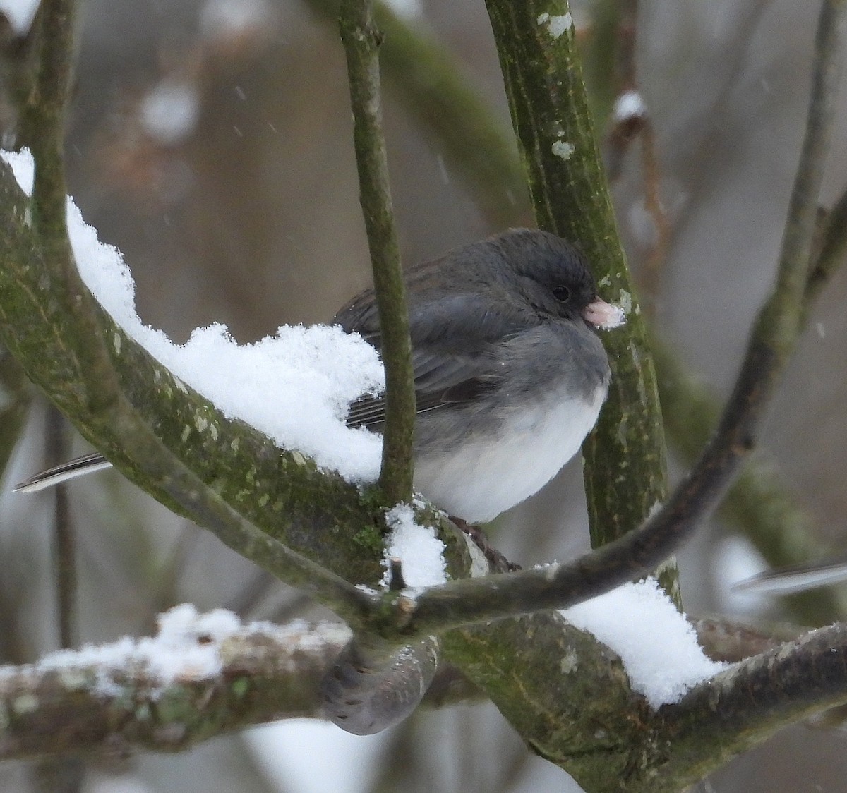 Dark-eyed Junco - ML647612181