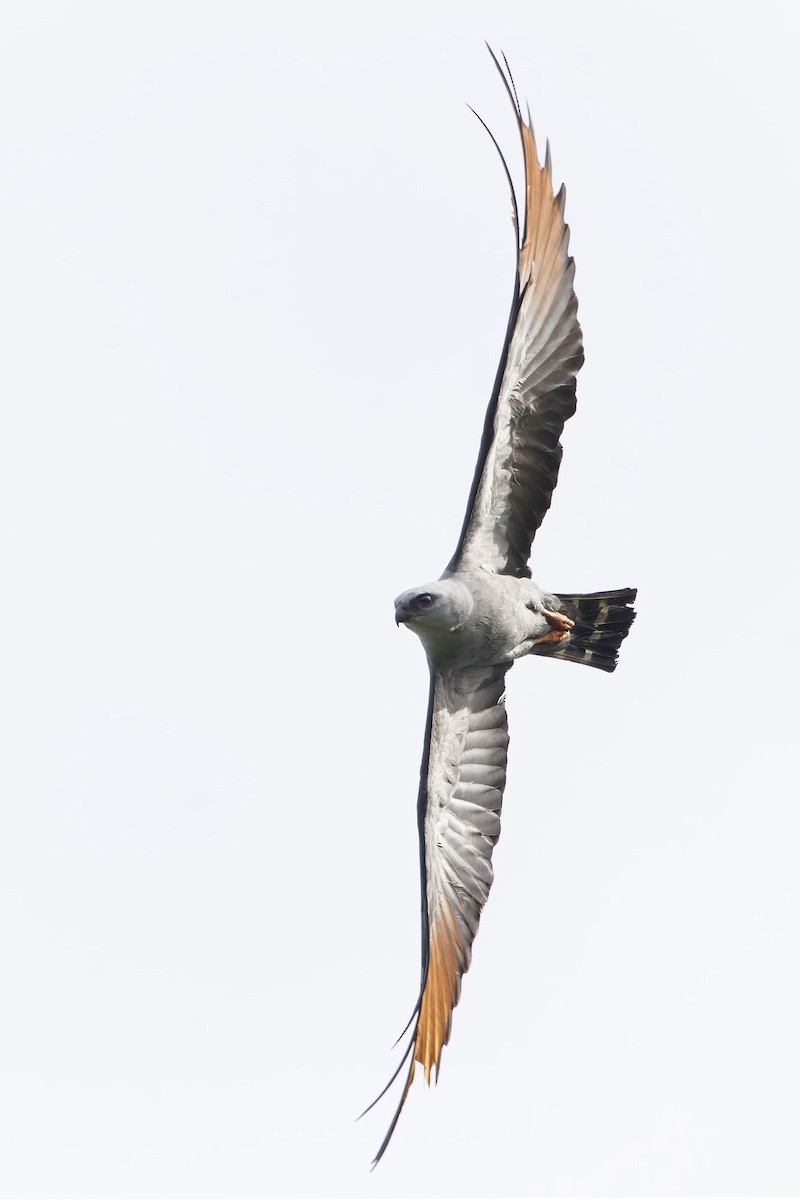 Plumbeous Kite - ML647612184