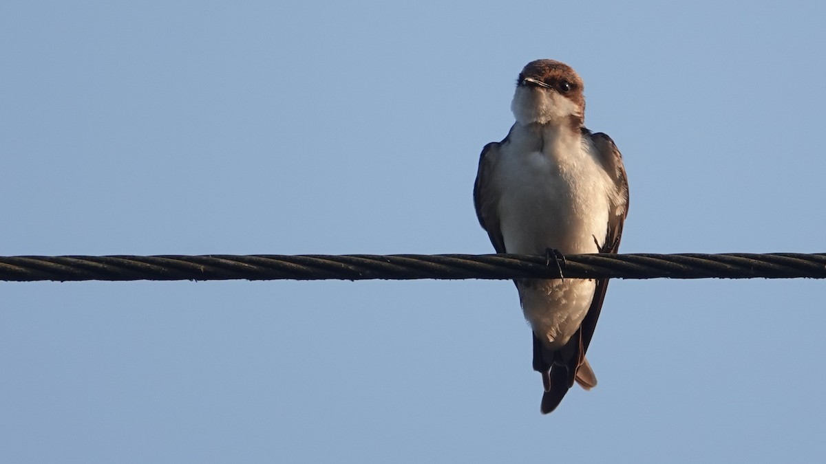 Wire-tailed Swallow - ML647612185