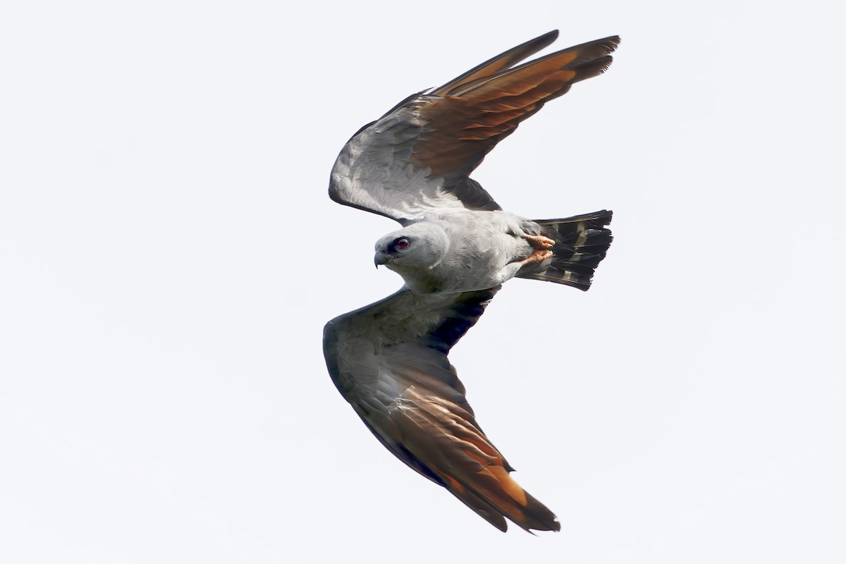 Plumbeous Kite - ML647612194