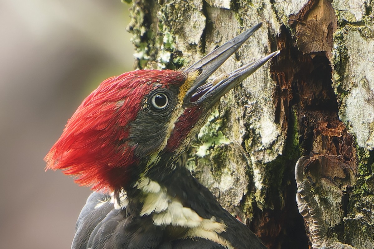 Lineated Woodpecker - ML647612218