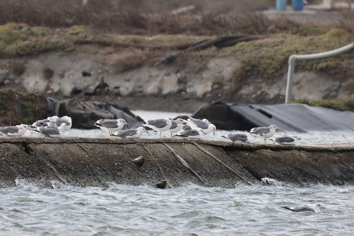 ニシセグロカモメ - ML647612219