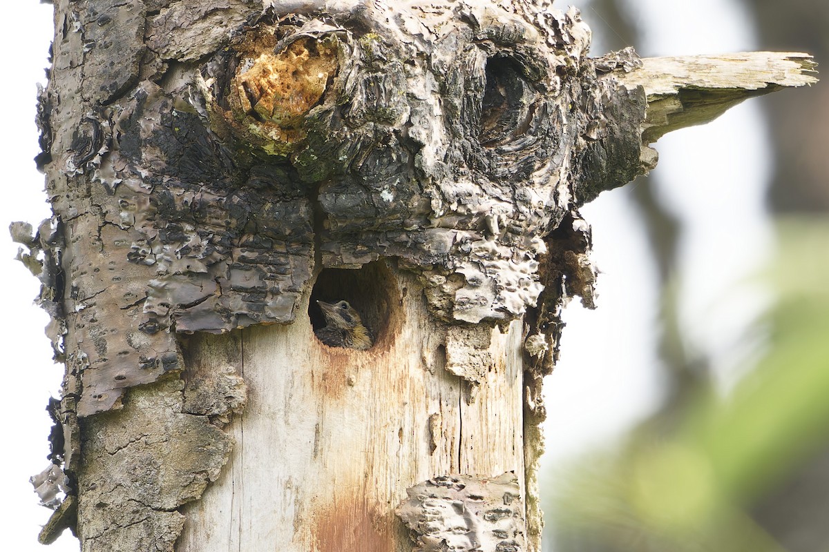 Campo Flicker - ML647612231